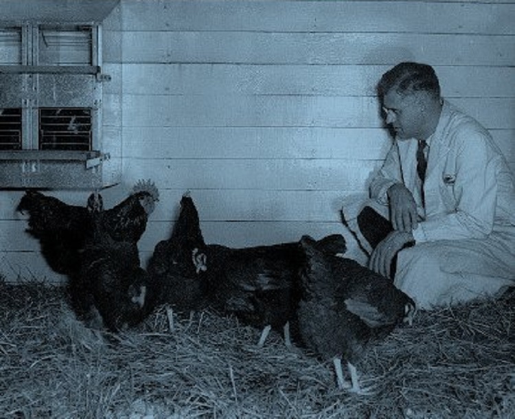 Dr. E. E. Schnetzler a barna tojótyúkokkal