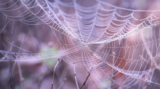 Pókok jelenthetnek megoldást a paradicsommoly elleni harcban
