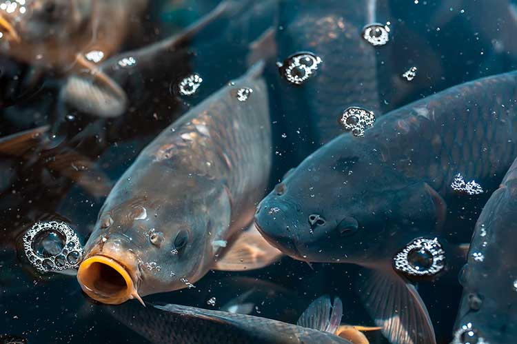Az EU intézkedéseket javasolt a halászati és akvakultúra-ágazat ellenállóképességének javítására