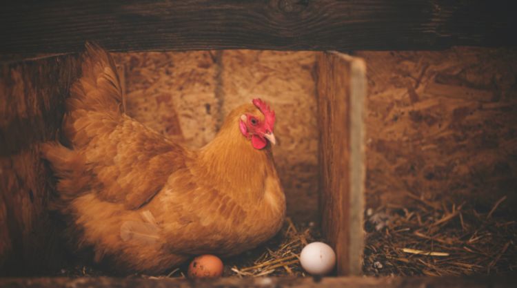 A Cal-Maine tojáselőállító vállalat által közzétett nyilatkozatában azt mondta, hogy a magasabb termelési költségek, valamint a madárinfluenza járultak hozzá a magasabb árakhoz.