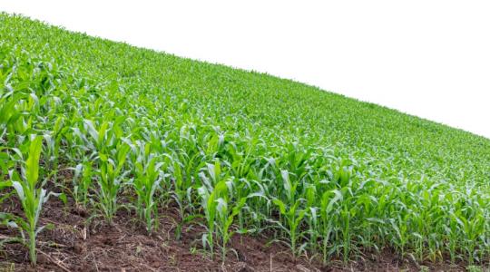 Kukorica és napraforgó vetése – az új szabályokat nem lehet figyelmen kívül hagyni!