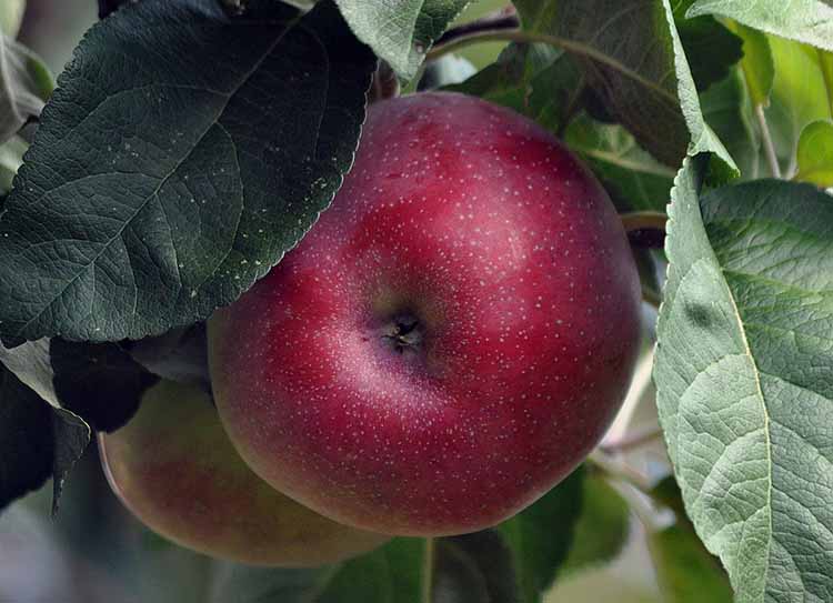 Hőtűrő almafajtákat nemesítenek