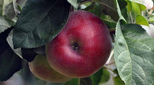 Ez az almafajta a 40 °C fok feletti, nyári hőséget is bírja