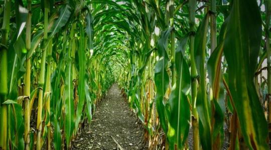 Brazília néhány éven belül letaszíthatja az USA-t a kukorica világexportőrök trónjáról