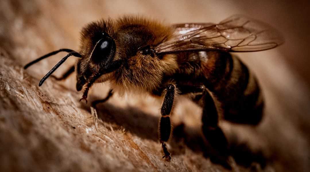Azt gondolhatnánk, hogy a méhek minden virághoz képesek alkalmazkodni, de ez nem így van: a legtöbbjüknek meg kell találniuk a megfelelő összhangot a növény kémiai tulajdonságai és a saját fiziológiájuk között, amikor beporzást végeznek. Kép: Pexels
