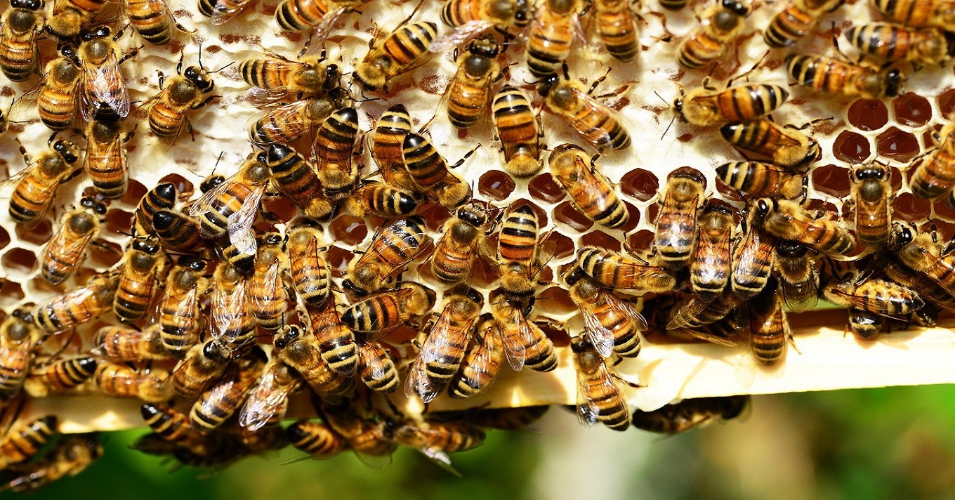 méhek méz kaptár
