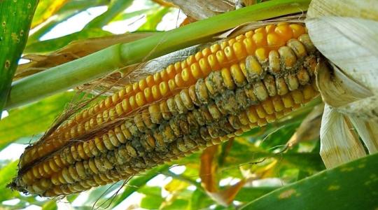 Talajkezeléssel az aflatoxin visszaszorítására