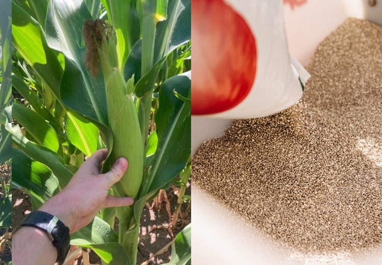 ICL műtrágyákkal kezelt kukoricaállományok 2022-ből: 