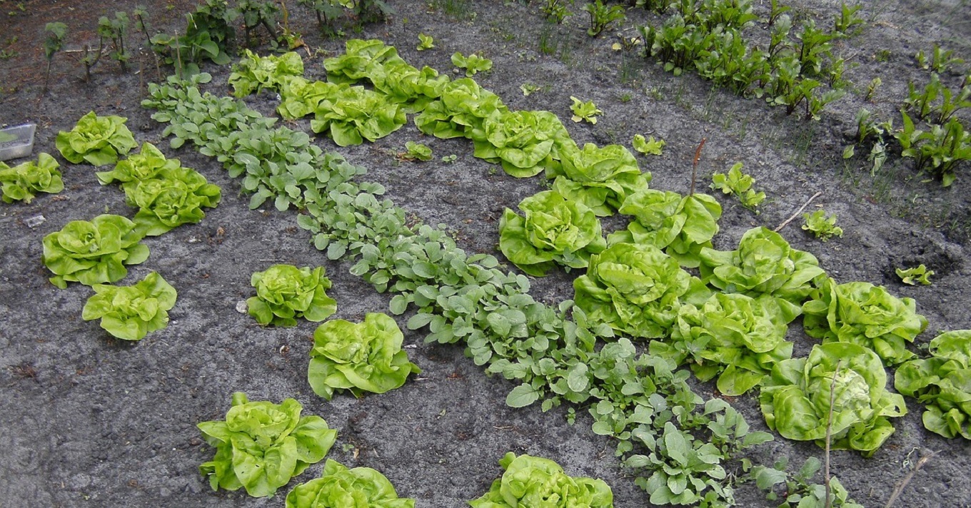 kert veteményes zöldség saláta