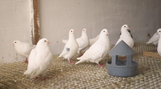 Házi galambok tenyésztése: egyedülálló eljárást dolgoztak ki debreceni kutatók