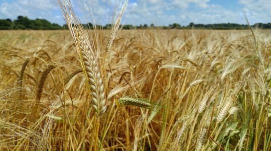 A súlyos műtrágyahiány miatt Ukrajnát óriási terméscsökkenés fenyegeti