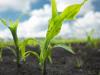 Kukorica gyomirtási riport a szántóföldről