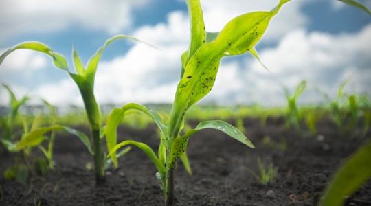 Kukorica gyomirtási riport a szántóföldről