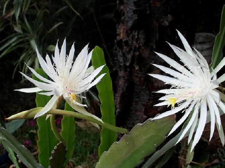 kaktusz virág Epiphyllum Oxypetalum