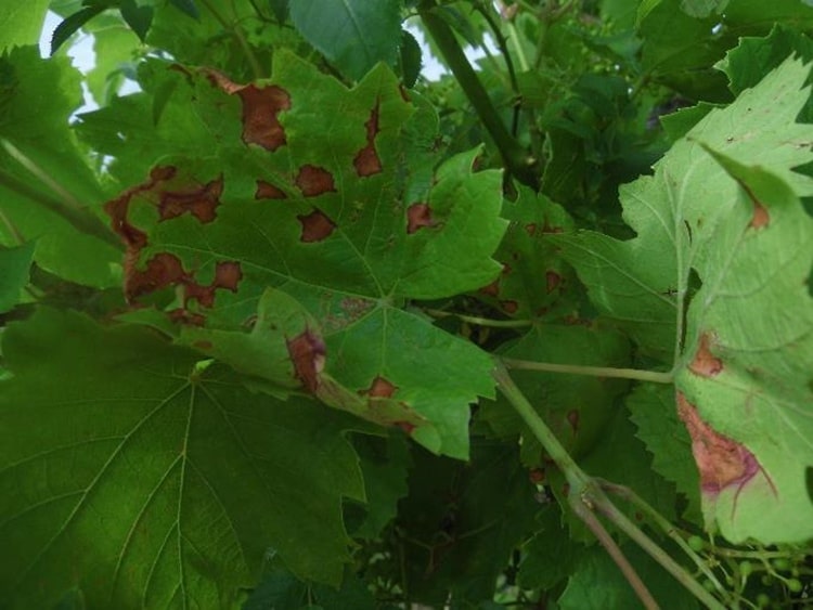 Feketerothadás tünet szőlő levelén