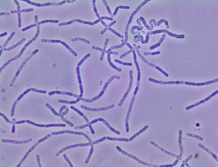 Bacillus simplex baktérium mikroszkópikus képe