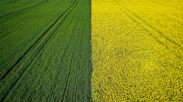 Az Egyesült Államok három új partnerséget jelent be csütörtökön Ukrajna mezőgazdasági ágazatának fellendítése és az ország gabonával való világszintű ellátása érdekében.