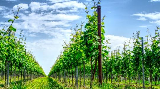Új szőlőültetvény telepítése: szabályok, határidő, nyomtatványok