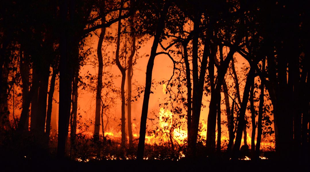 Tavaly több mint félmillió hektárnyi terület, mintegy 5500 négyzetkilométer vált lángok martalékává.