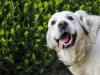 A tehén itatójában fürdött a retriever, aztán megérkezett a tehén... – Videó!