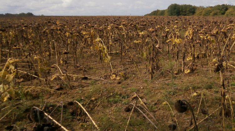A minták és a műholdfelvételek felhasználásával az ukrán Talajtudományi és Agrokémiai Kutatóintézet tudósai megállapították, hogy a háború eddig legalább tíz és fél millió hektár mezőgazdasági területet pusztított el Ukrajnában Kép: Pexels
