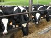 Bajban a termelők és a feldolgozók: a tejhiányból hirtelen lett tejtöbblet 