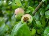 Így védd meg az almafát! A varasodás elleni sikeres védekezés elemei