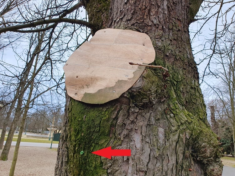 korhadt odvas fa kezelése