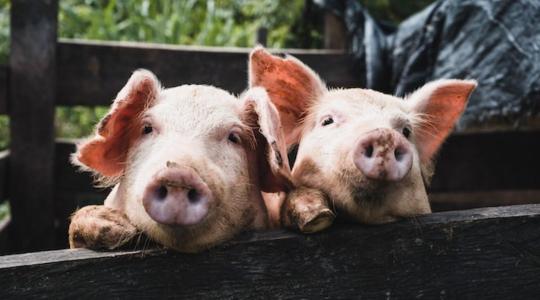 Rekordáron mérik a sertéshúst Szlovákiában