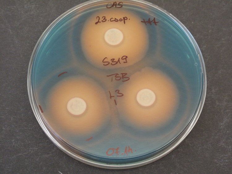  A baktériumok sziderofór termelése segít a patogén gombák visszaszorításában (lásd feltisztulási zóna)”