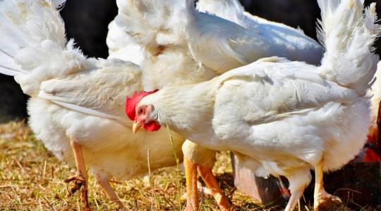 A madárinfluenza hatalmas, megoldatlan probléma, és nem csak az állatok leölése miatt