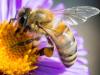 Láttál már lila mézet? Nem fogod elhinni, mi adja a színét