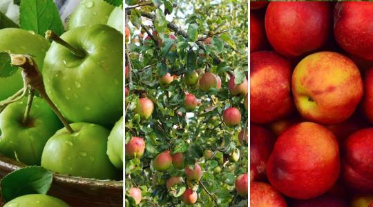 A túlélésért küzdenek az almatermelők: sokan nem merik vállalni a betárolás költségeit sem
