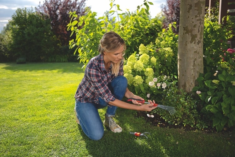 Tisztítsa meg az ágyásokat a levelektől és az elhalt növényektől, és lazítsa meg a talajt.