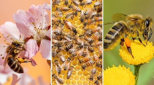 A méhek tudnak számolni, sőt még az arcokat is felismerik