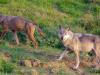 A dél-budai agglomerációban kóborol a Svájcból indult farkas 