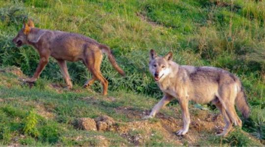 A dél-budai agglomerációban kóborol a Svájcból indult farkas 