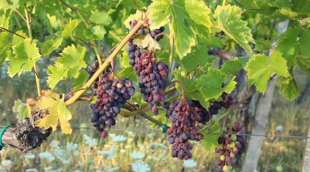 Kell félniük a magyar szőlőtermesztőknek a klímaváltozástól?