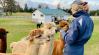 Az angol farmerek új, kiegészítő jövedelemforrása az alpaka sétáltatás