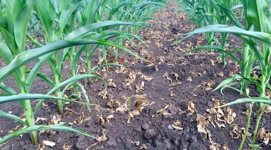 Terbutilazin-mentes kukoricagyomirtás egy növényvédős ajánlásával