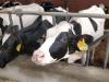 Kína klónozott tehenekkel akarja növelni tejtermelését
