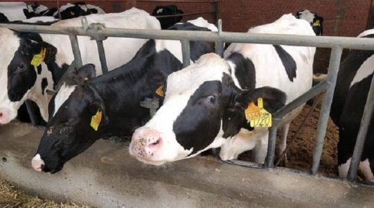 Kína klónozott tehenekkel akarja növelni tejtermelését
