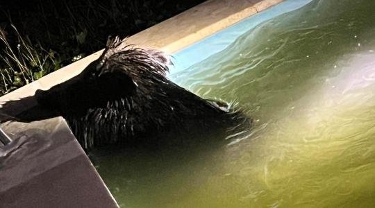Vadállat úszott a budakeszi ház medencéjében