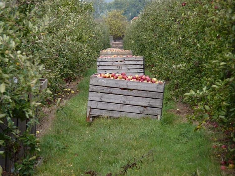 alma ültetvény
