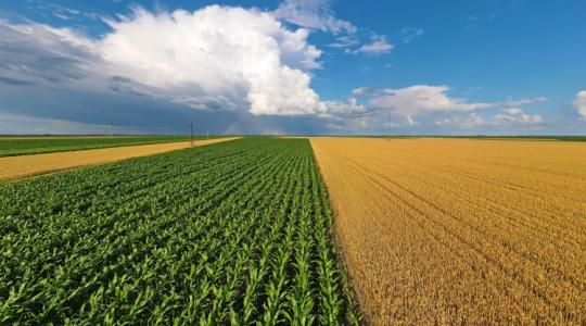 Nem az ukrán gabona minden baj okozója a Kukorica Klub elnöke szerint