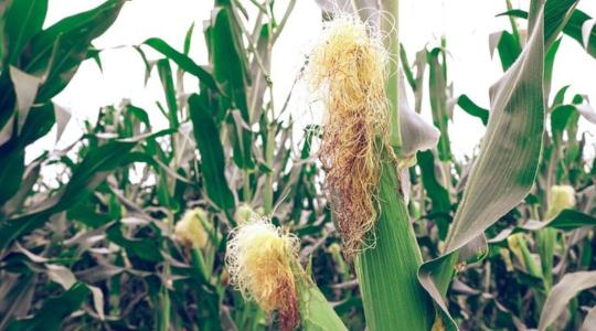 Idén újra nyereséges lehet a kukoricatermelés