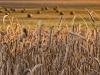Tarthatatlan helyzet alakult ki az ukrán gabonaimport miatt