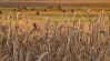 Tarthatatlan helyzet alakult ki az ukrán gabonaimport miatt