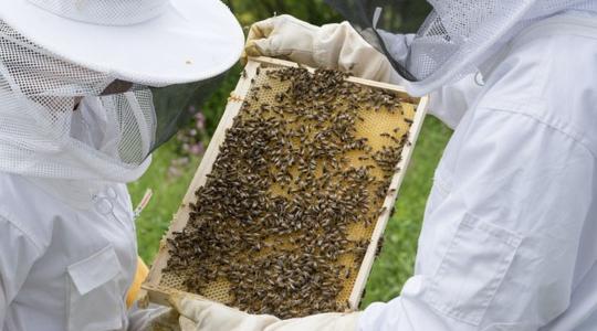 Veszélyben a magyar méhészet jövője
