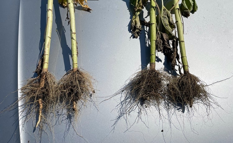 Bal oldalon a kontroll, míg jobb oldalon a Biotrinsic™ i280 FP-vel kezelt növények láthatók 